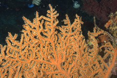Astrogorgia dumbea