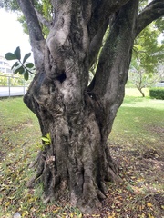 Elaeodendron orientale