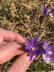Brodiaea