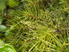 Dicranoloma menziesii