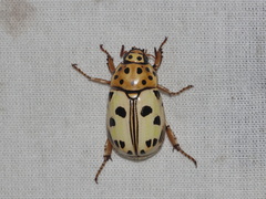Lutera nigromaculata