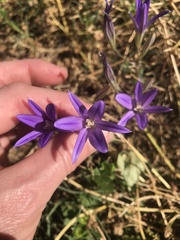 Brodiaea