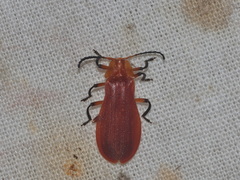 Lycostomus placidus