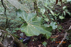 Anthurium faustomirandae