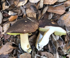 Aureoboletus citriniporus