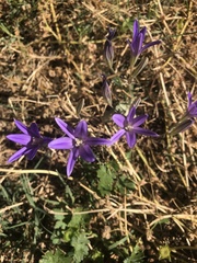 Brodiaea