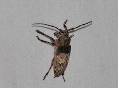 Mesosa postmarmorata