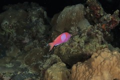 Pseudanthias pleurotaenia