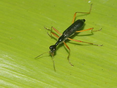 Neocollyris linearis
