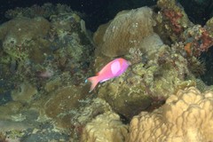 Pseudanthias pleurotaenia