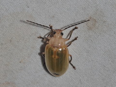 Ochralea nigripes