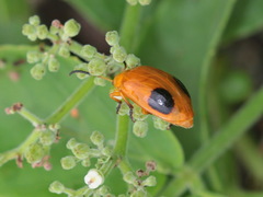 Oides palleata