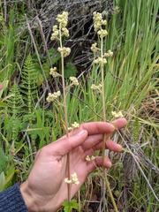 Heuchera pilosissima