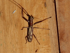 Olenecamptus dominus