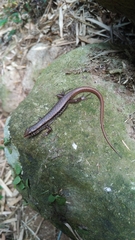 Sphenomorphus indicus