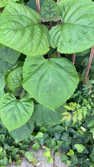 Clerodendrum bungei