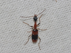 Ophionea indica