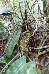 Anthurium faustomirandae