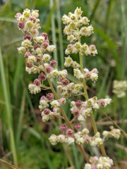 Heuchera pilosissima