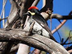 Melanerpes formicivorus angustifrons