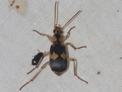 Pheropsophus siamensis