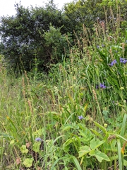 Heuchera pilosissima