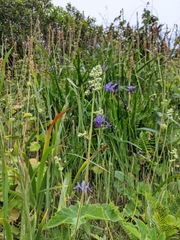 Heuchera pilosissima