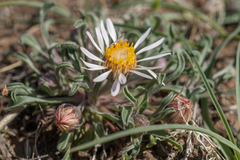 Townsendia florifera