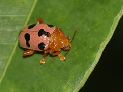 Podontia affinis