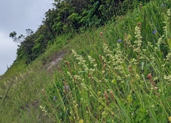 Heuchera pilosissima