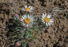 Townsendia florifera