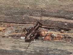 Prothyma bouvieri