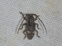 Pterolophia bituberculatithorax