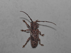 Pterolophia laosensis