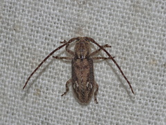 Ropica rufonotata