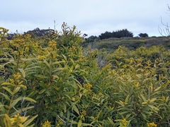 Hypericum canariense