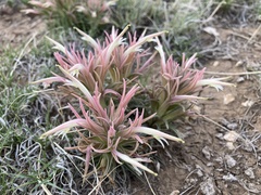 Castilleja sessiliflora