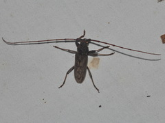 Stromatium longicorne