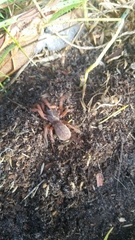 Proshermacha tepperi