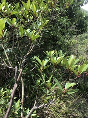 Ficus variolosa