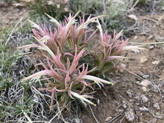 Castilleja sessiliflora