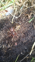 Proshermacha tepperi