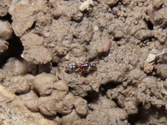 Hypoponera opacior