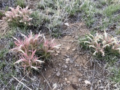 Castilleja sessiliflora