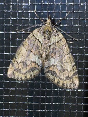 Hydriomena transfigurata