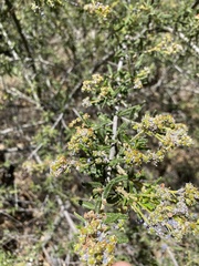 Ceanothus papillosus