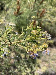 Ceanothus papillosus