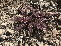 Pedicularis semibarbata charlestonensis