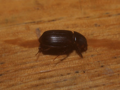 Acrossidius tasmaniae