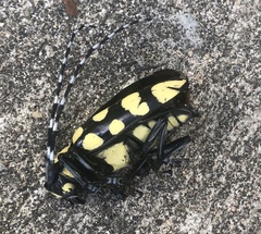 Anoplophora horsfieldii